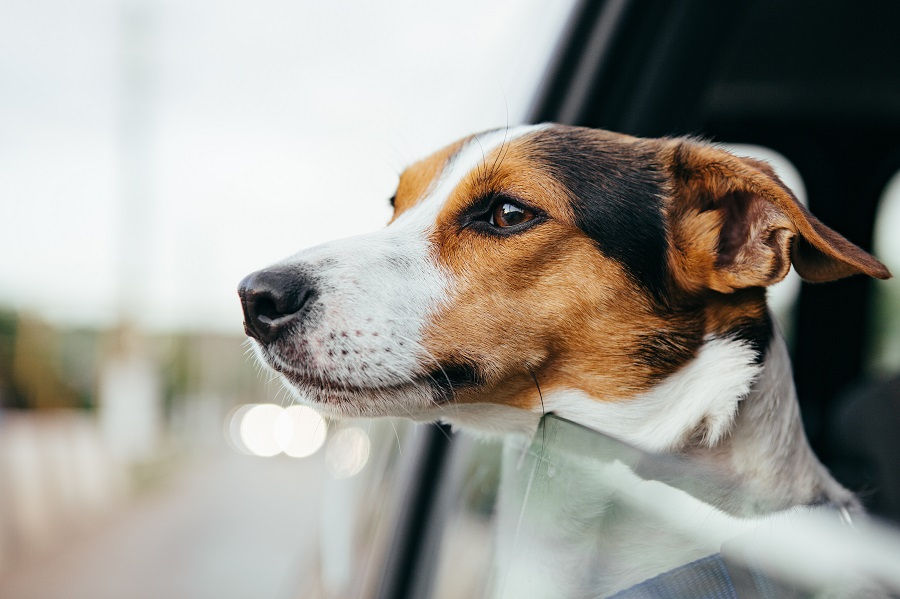 Driving Safely With Your Dog