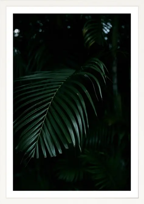 Close-up of a large green palm leaf, set against a dark background.