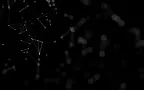 3155.webp