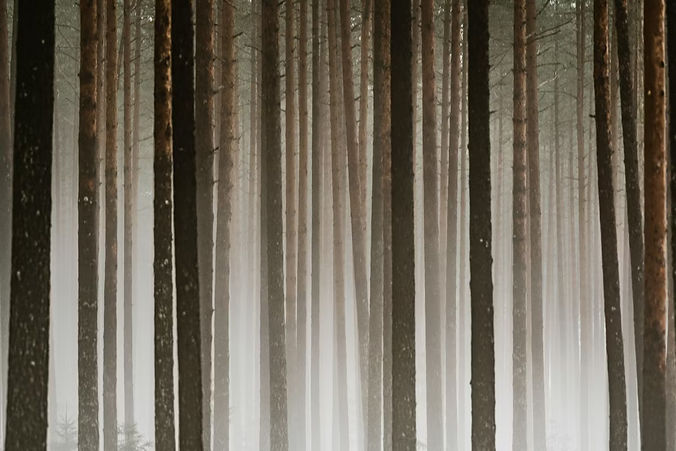 Trees