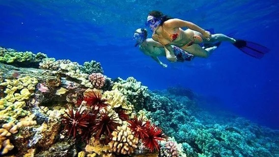 SNORKELING 1