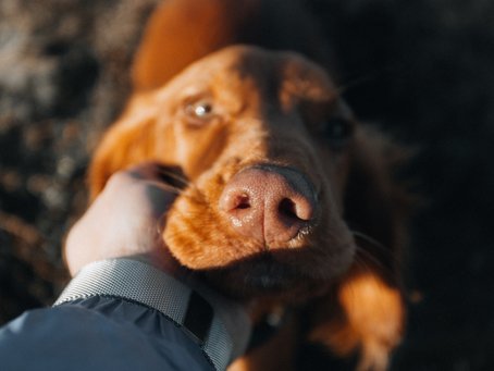Pet joint supplement essentials: Exploring the benefits of adding collagen and chondroitin sulfate to your animal's diet.