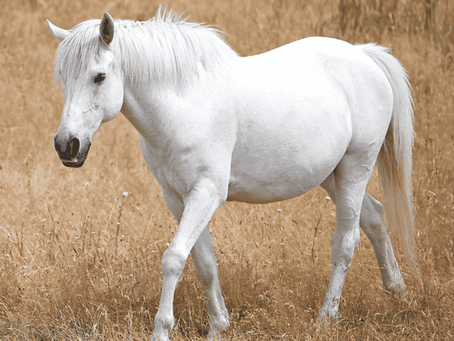 hrose ligament supplement for splint bones in horses