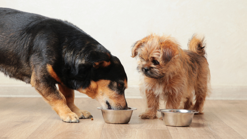 introduction of supplements to pet's diet