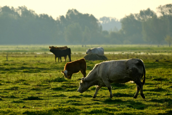 Understanding Livestock Joint Supplements and the Benefits of Vitamin C