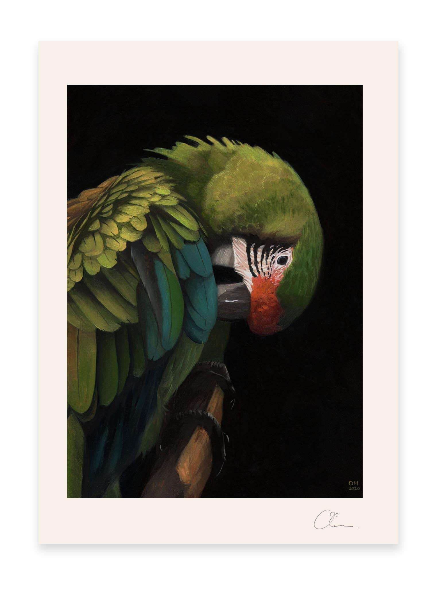 Military Macaw - Limited Edition print