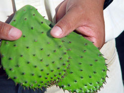 Nopal.jpg