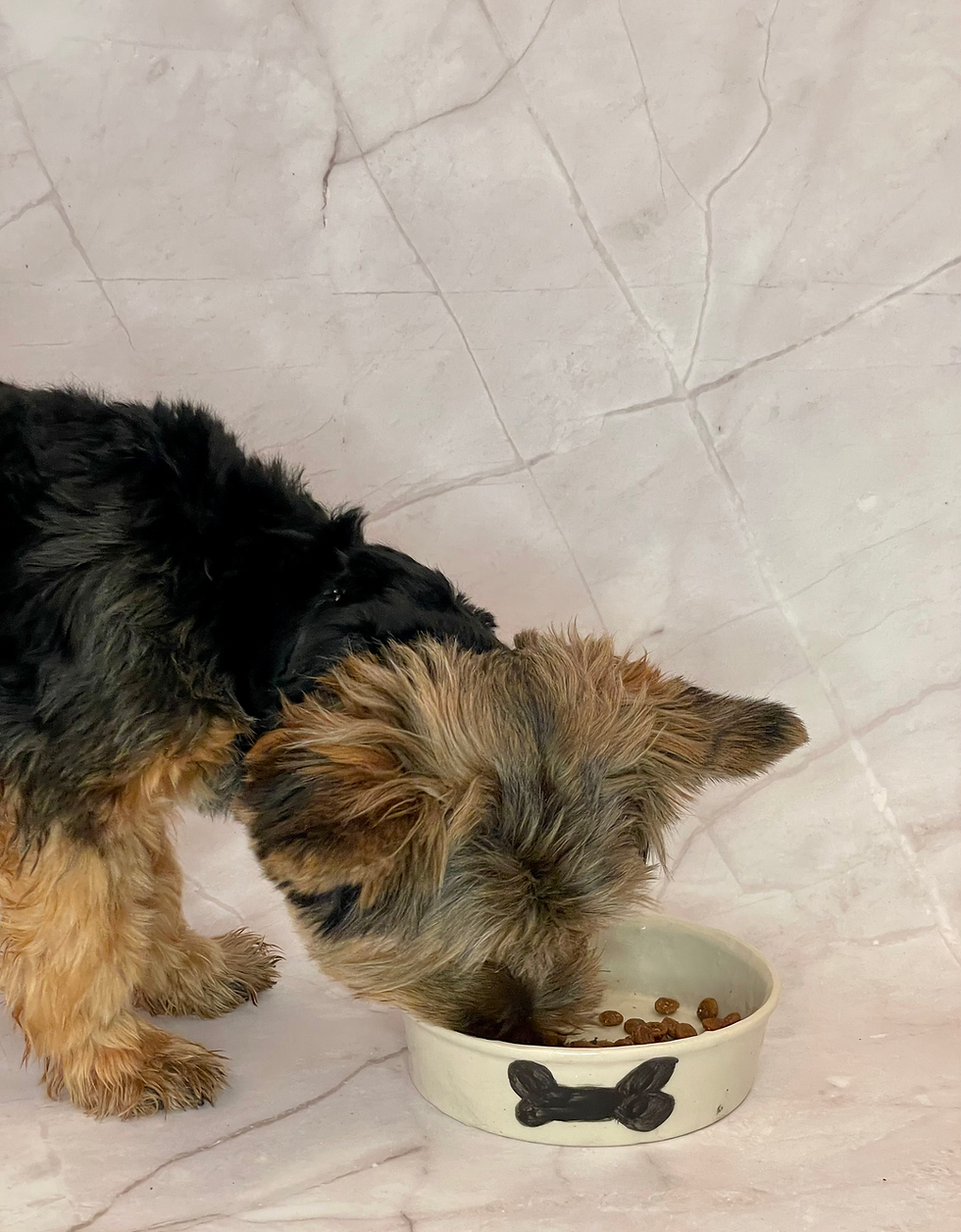 Thumbnail: Pet Bowl (CUSTOM)