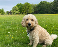 Dexter in Park_edited.jpg