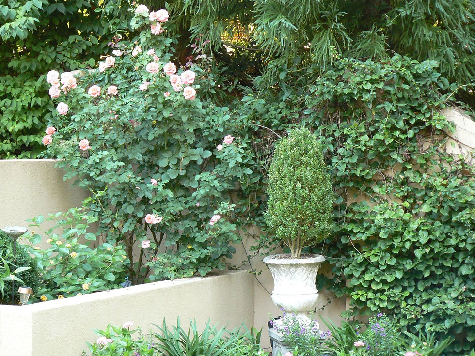 Hanging Garden on Stucco