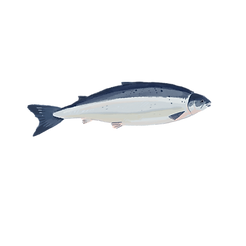 沙甸魚.png