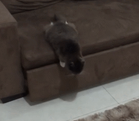 GIF 29-10-2020 15-40-51.gif
