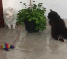 GIF MAGALI.gif