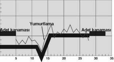 adet döngüsü ve yumurtlama