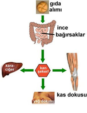 Gıda alımı, insülin metabolizması, kan şekeri regülasyonu, yağ v kas dokusu oluşumu
