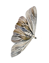 MOTH.png