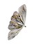 MOTH.png