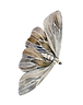 MOTH.png