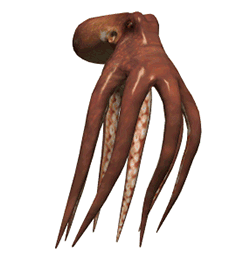 animated-octopus-gif.gif