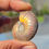 Thumbnail: Iridescent Ammonite • Small • 13-16g • IAM42-IAM44