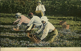 cranberry picking .jpg