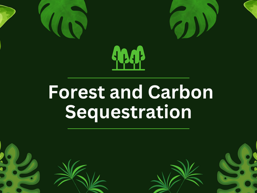 Forest and Carbon Sequestration