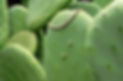 cactus bubble necklace and stud earrings_edited.jpg