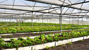 Philippi Urban Agriculture Academy's First Year Reaps Success