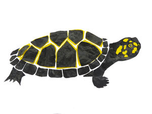 trash art river turtle