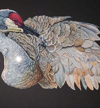 Sandhill Crane 16 X 20 watercolor $270 b