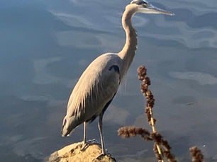 The North American story of the Blue Heron