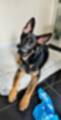 puppy training, dog training, dog behaviourist, dog behaviorist, dog reactivity, loose lead training, recall training, dog trainer near me, dog training tips, puppy training, puppy training tips, dog aggression, aggressive dog