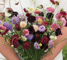 Nurturing Pincushion Flowers in Zone 8: Secrets for Thriving Blooms!