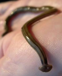 How to Safely Get Rid of Hammerhead Worms in Your Atlanta Garden