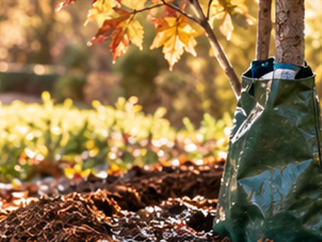 Why Fall Is a Great Time to Plant Trees and Shrubs in Georgia