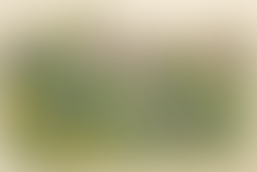 15 Native & Sustainable Plants for a Zone 8 Georgia Garden