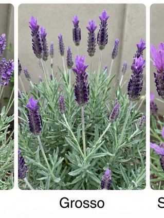 Stop Killing Lavender: The Ultimate Zone 8 Guide to Starting from Seed