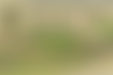 Top 15 Plants for Formal Traditional Landscapes – Zone 8 Georgia