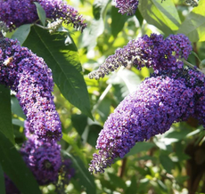 Caring for Pugster Butterfly Bush in Zone 8: A Journey of Discovery!