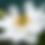 Thumbnail: Elfin Swan® Anemone