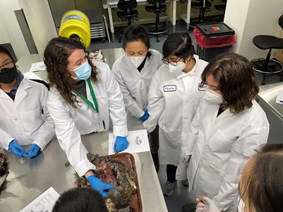 OEB_190_dissection.jpg