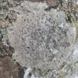 Porpidia albocaerulescens