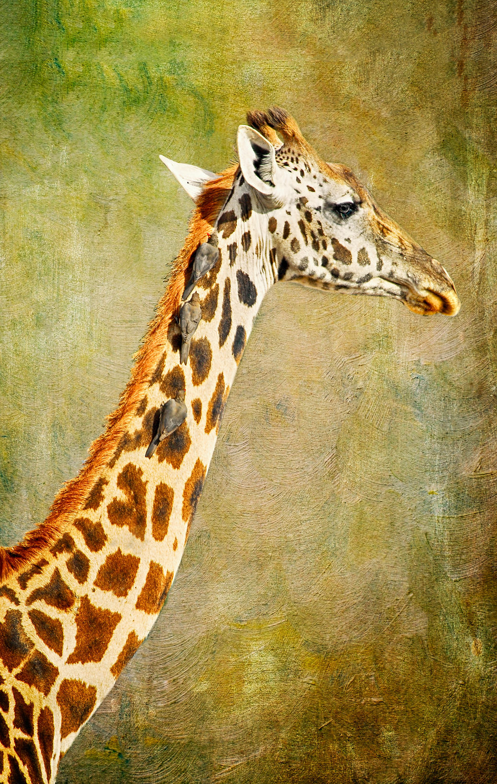 Giraffe with Oxpeckers