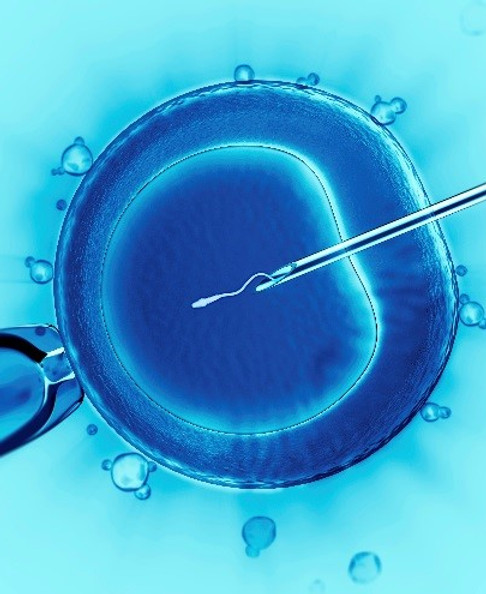 InVitroFertilization.jpg