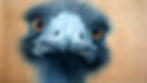 emu