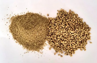 Coriander Seed Powder 2
