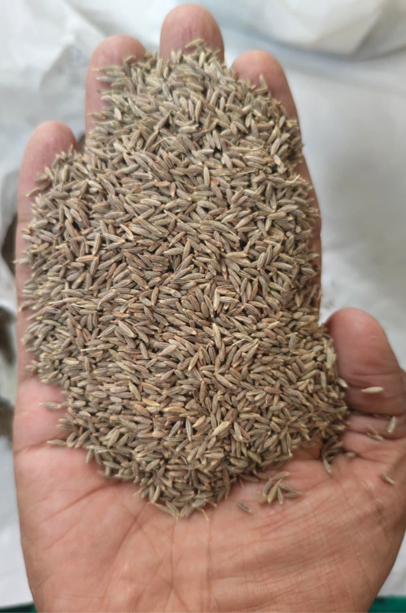 Cumin seeds 2