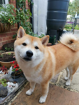 A photo of a Shiba Inu looking into the camera