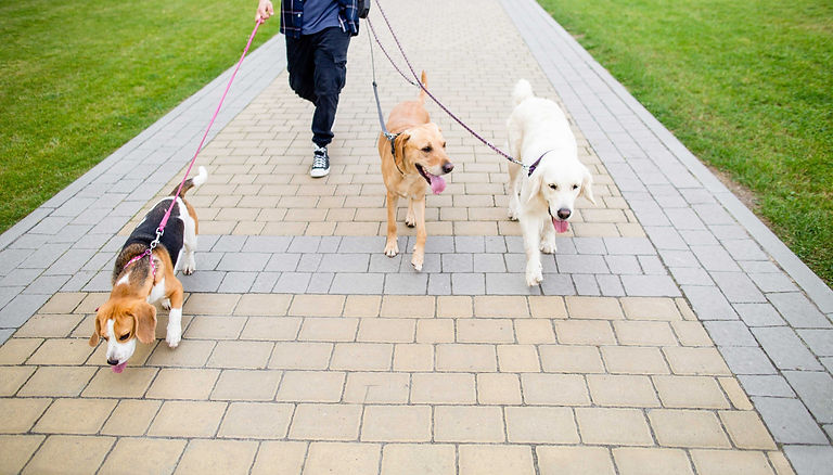 3 dogs on leads out for a walk