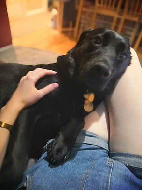 a black labrador laying across a person's lap being petted and looking at the camera